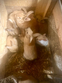 Rabbits and bunnies for sale 