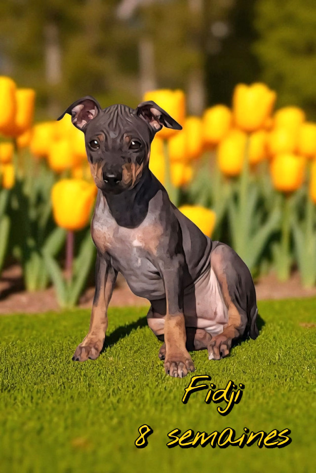 TERRIER Américain SANS POILS (nu) - American Hairless Terrier dans Chiens et chiots à adopter  à Laurentides - Image 3