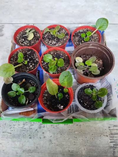 Prices from 2.00,3.00,4.00,5.00, 7.00,10.00 and above. Please contact for the kind of plants to purc...