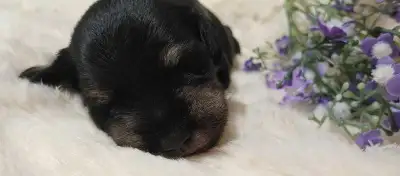 Miniature Schnauzer Female  Puppies, View more