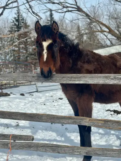 Yearling bay colt , View more