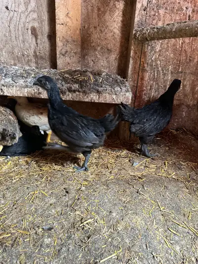 Purebred Ayam Cemani baby chicks for sale $60 each. 3 months old. Call or text 4163019784 if interes...