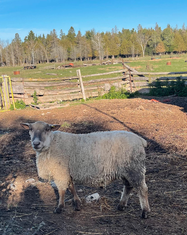 Solid Breeding Ram in Livestock in Ottawa - Image 2