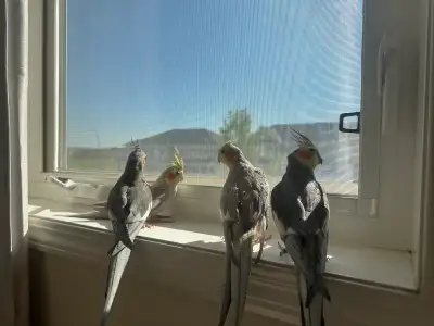 cockatiel birds , View more