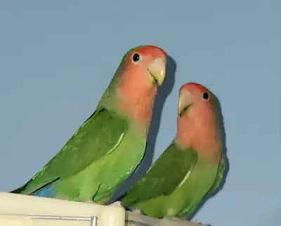 couple d'inseparable , View more