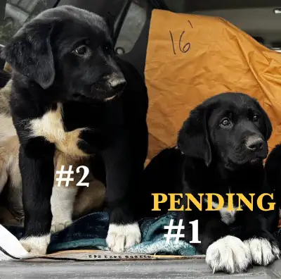 LGD Mix Puppies, View more