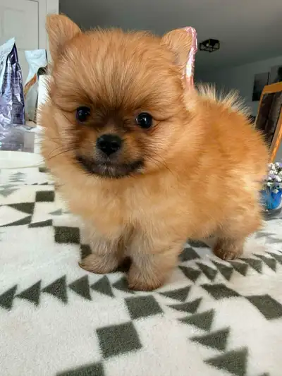 Adorables chiots Poméraniens  – Prêts pour la mi-mai!, View more