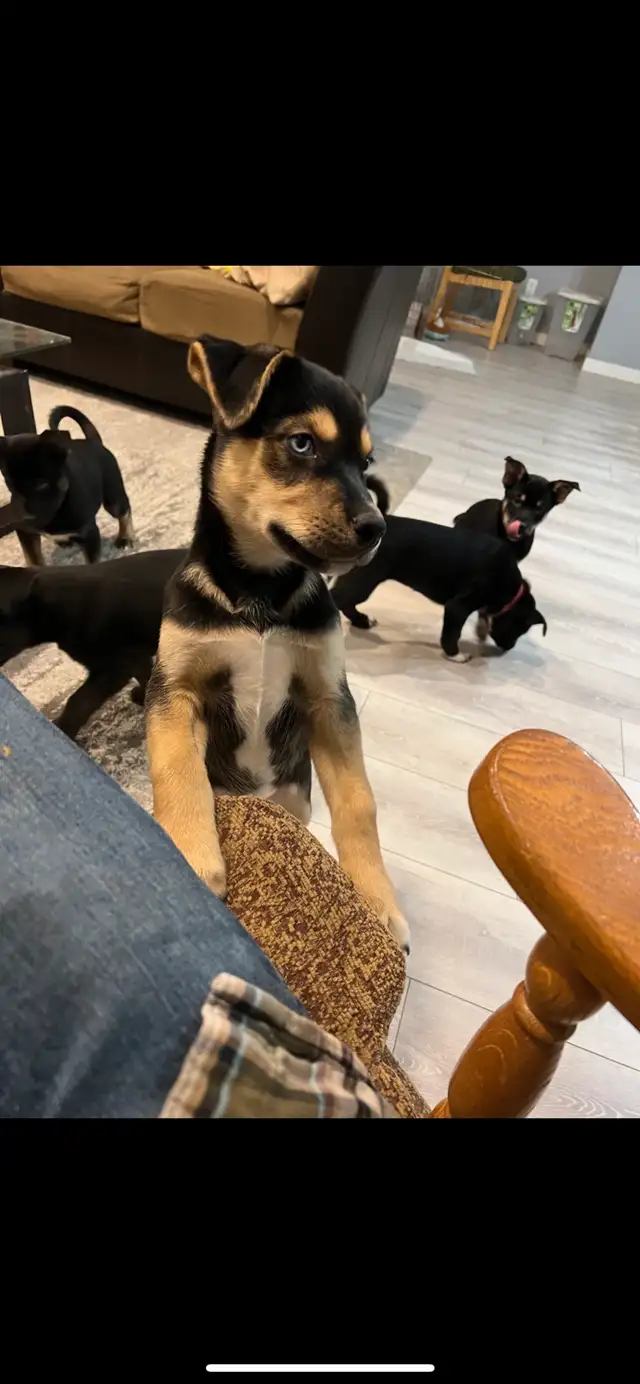 Kelpie husky mix puppies in Dogs & Puppies for Rehoming in Edmonton - Image 3