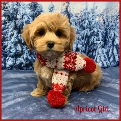 Stunning Havapoo Puppies! Nonshedding and Adorable! Ready to Go!, View more