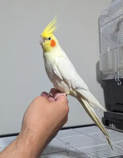 Couple de cockatiels lutino, View more