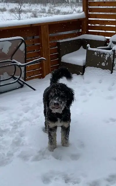 Need to re-home 5 year old bernedoodle, View more
