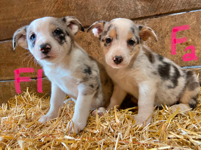 Australian Shepherd X Border Collie Puppies Ready to Go! in Dogs & Puppies for Rehoming in Calgary - Image 2