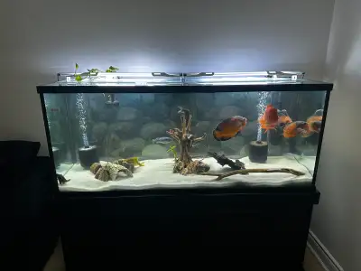 125 Seapora Fish Tank Black Monarch Stand Almost a year old - still have warranty on tank Included w...