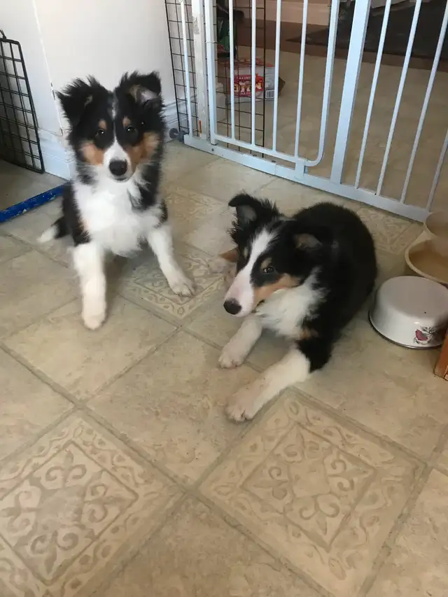 SHELTIE PUPPIES CKC REGISTERED in Dogs & Puppies for Rehoming in St. Albert - Image 13