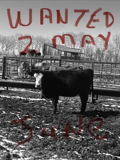 May-June calvers  wanted, View more