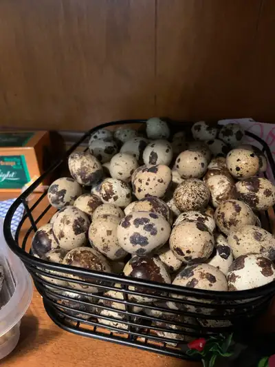 Quail eggs and Adults for reptile feed, View more