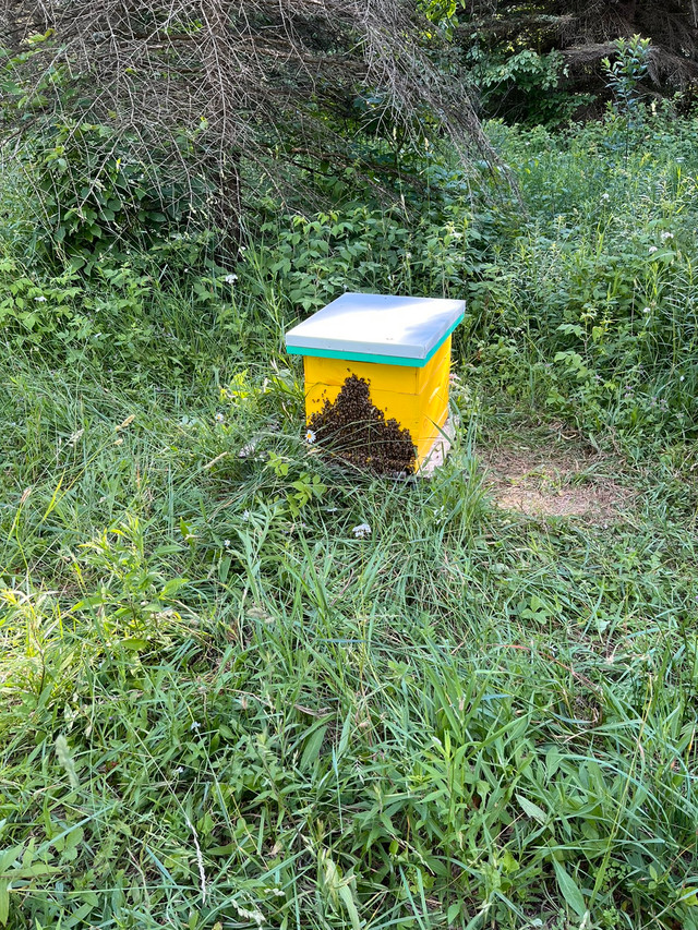Honey bees. Nucs and Queens in Livestock in Kitchener / Waterloo - Image 2