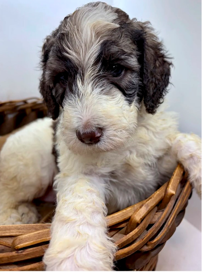 Sheepadoodle puppies, View more