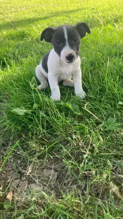 jack Russell puppies, View more