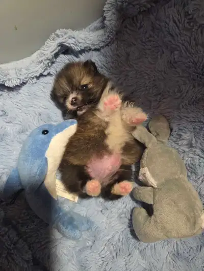 Bébé mini Chihuahu Poméranien, View more