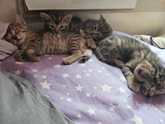 Kittens for adoption in Cats & Kittens for Rehoming in Mississauga / Peel Region