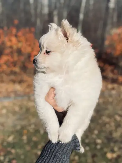 Stunning Pomeranian Puppy, View more
