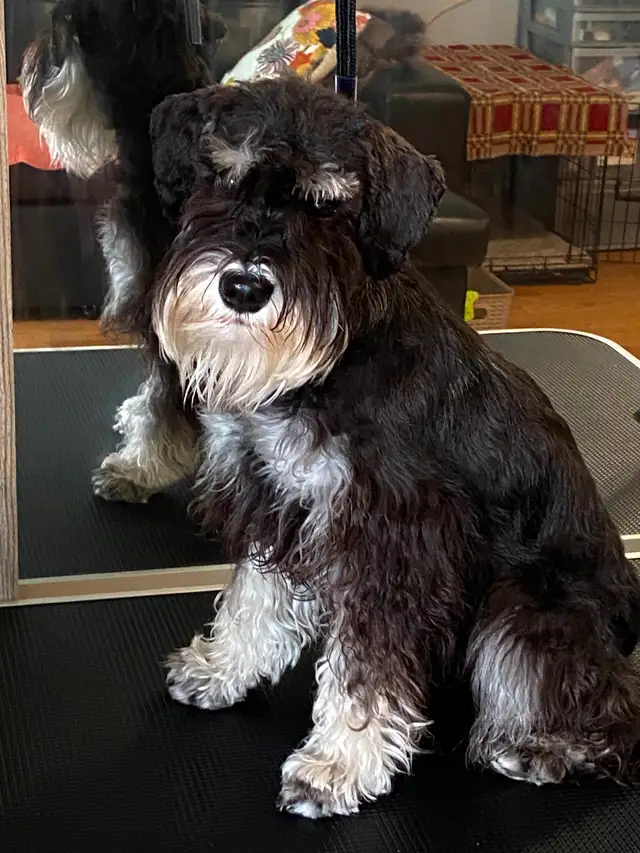 Miniature Schnauzer Puppies in Dogs & Puppies for Rehoming in City of Toronto - Image 7