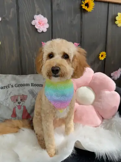 Photos are of past puppies We are expecting two litters of Gorgeous teddybear Ruby red, apricot, and...