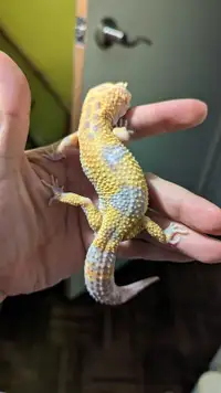 Stunning leopard geckos some with supergiant blood