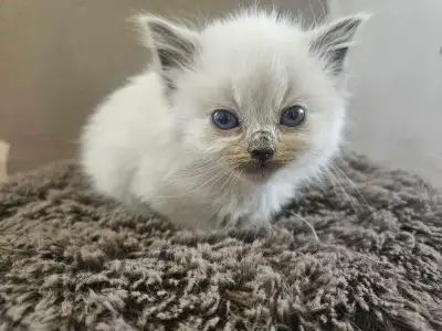 Himalayan kittens!, View more