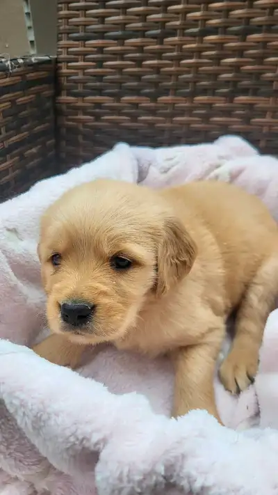 goldenretriver, View more