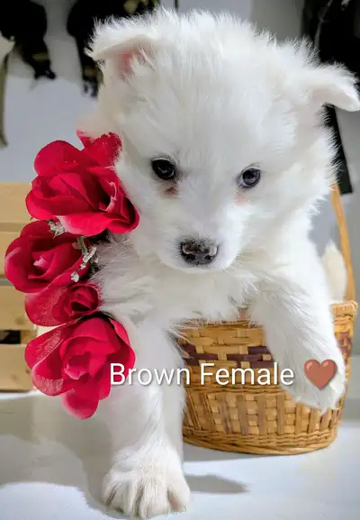 Miniature American Eskimos - Only 3 left!! Ready soon., View more