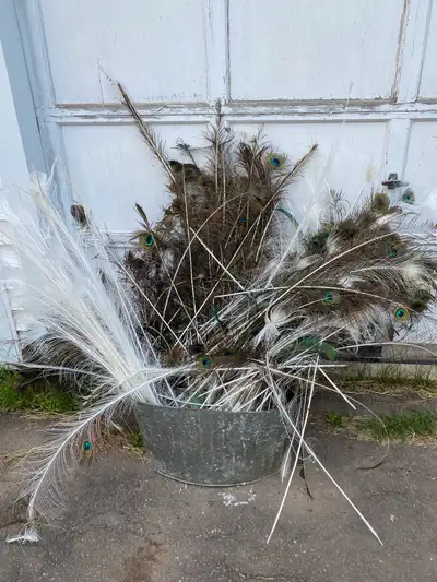 Peacock Feathers , View more