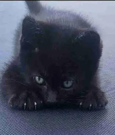 Only 3 Left! Russian Blue/Nebelung Kittens**Hypoallergenic, View more