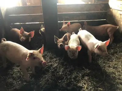 Piglets for sale , View more
