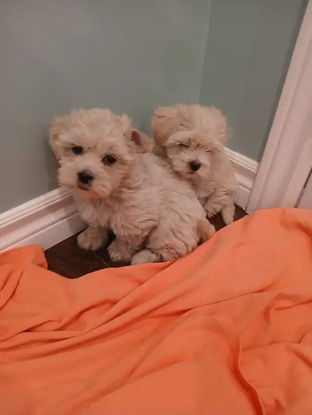 Very Cute Shih tzu mix ready to go to a new home! in Dogs & Puppies for Rehoming in City of Toronto - Image 5