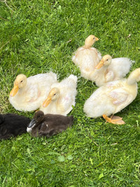 7 Ducklings 