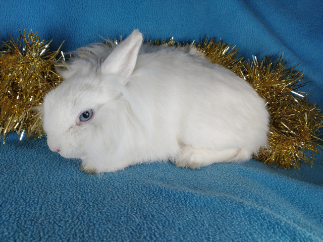 EXTRAORDINARY Netherland dwarf, Holland LIONHEAD, Mini rex bunny in Small Animals for Rehoming in Kingston - Image 2