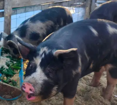 Heritage Berkshire Pork for sale by the side. Half or Whole hogs available. Perfect to fill your fre...