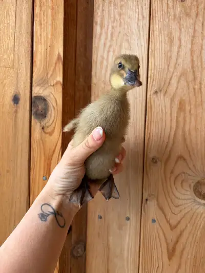 Purebred buff ducklings (Brown variation) 1 week old $15 per duckling Red Deer or Spruce View pickup