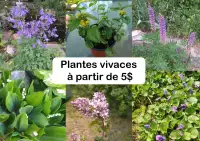 Plantes vivaces 