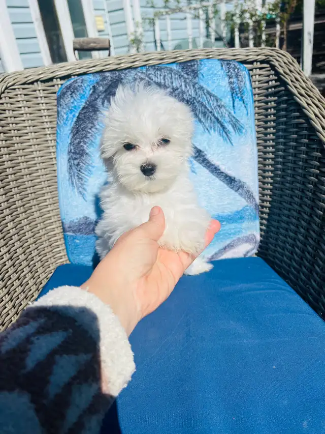 Maltipoo in Dogs & Puppies for Rehoming in Miramichi - Image 2