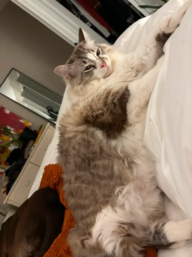 Cat for rehoming