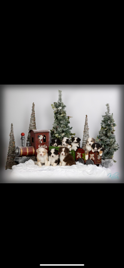 Miniature American Shepherd  puppies, View more