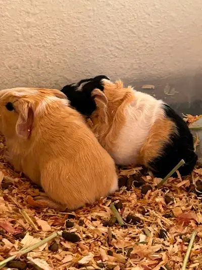 Guinea pig babies, View more