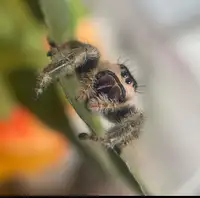 Jumping spider - phidippus regius 