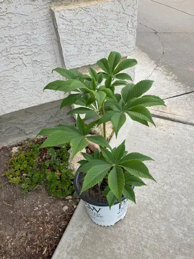 Free Horse Chestnut Tree, View more