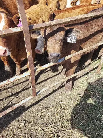 Looking for cattle work, View more