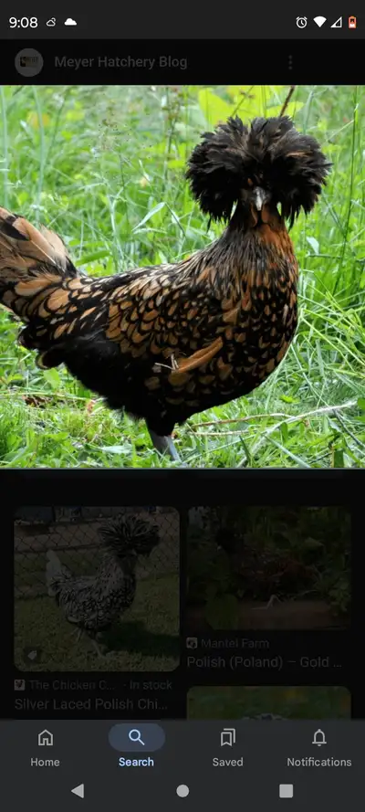 Wanted polish rooster , View more