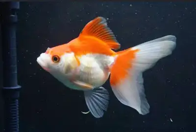 fancy pair gold fish for sale , View more